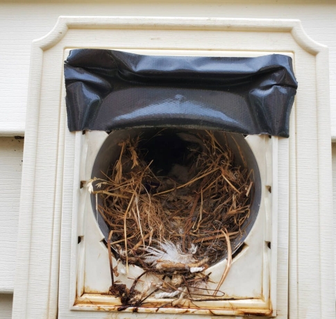 nest